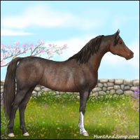 Horse Color:Liver Chestnut Rabicano 