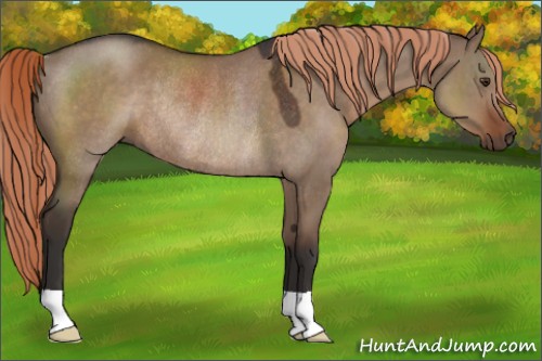 Horse Color:Liver Red Dun Rabicano 