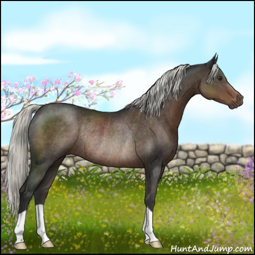 Horse Color:Liver Chestnut Mushroom Rabicano 