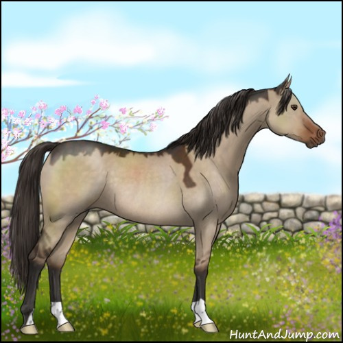 Horse Color:Liver Red Dun Rabicano 