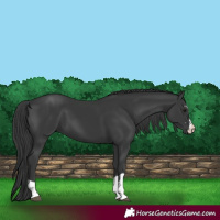 Horse Color:Black 