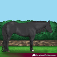 Horse Color:Black 