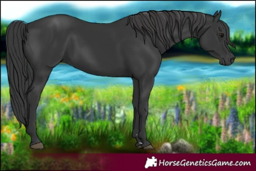 Horse Color:Black 