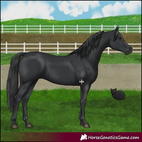 Horse Color:Black 