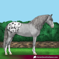 Horse Color:Black Appaloosa 