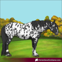 Horse Color:Black Near Leopard and Black Near Leopard