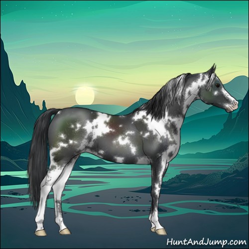 Horse Color:White Spotted Black Sabino 