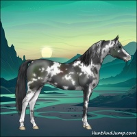 Horse Color:White Spotted Black Sabino 