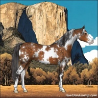 Horse Color:White Spotted Buckskin Sabino