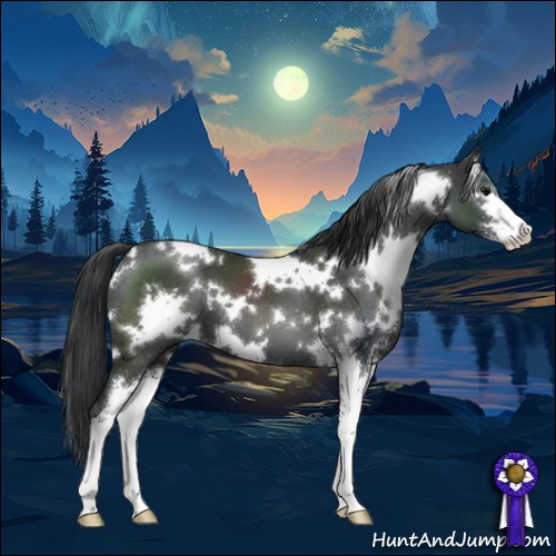 Horse Color:White Spotted Black Sabino 