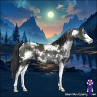Horse Color:White Spotted Black Sabino 