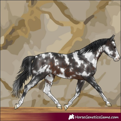 Horse Color:White Spotted Brown Sabino 
