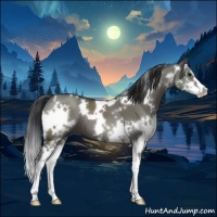 Horse Color:White Spotted Grullo Sabino 