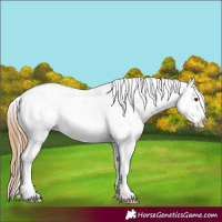 Horse Color:Chestnut Blanket Rabicano 