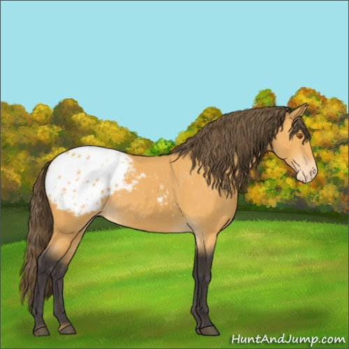 Horse Color:Unknown 