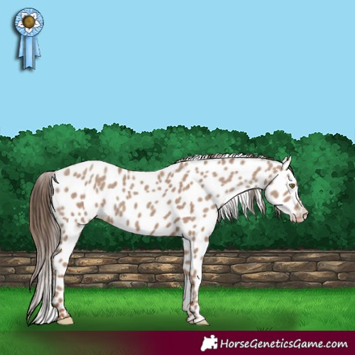 Horse Color:Classic Champagne Appaloosa 