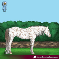 Horse Color:Classic Champagne Appaloosa 