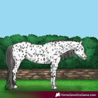 Horse Color:Black Appaloosa 