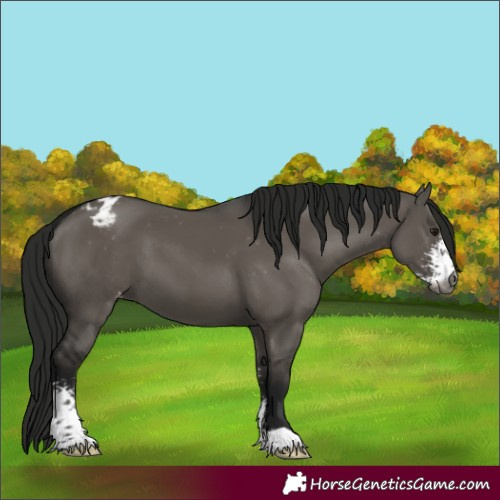Horse Color:Gray Smoky Grullo Sabino Appaloosa 