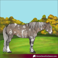 Horse Color:Gray White Spotted Silver Brown Dun Mushroom Sabino 