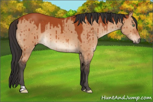 Horse Color:Bay Dun Rabicano Brindle 