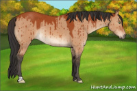 Horse Color:Bay Dun Rabicano Brindle 