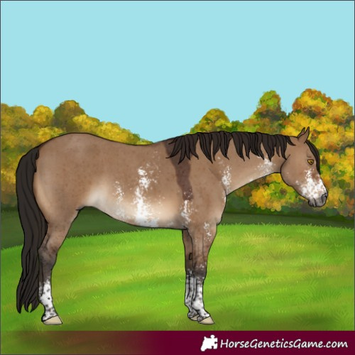 Horse Color:Gray Bay Dun Sabino 