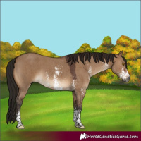 Horse Color:Gray Bay Dun Sabino 