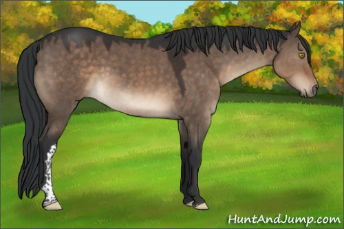 Horse Color:Brown Dun