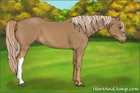 Horse Color:Palomino 