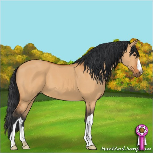 Horse Color:Bay Dun
