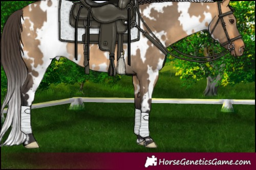 Horse Color:White Spotted Buckskin Dun 
