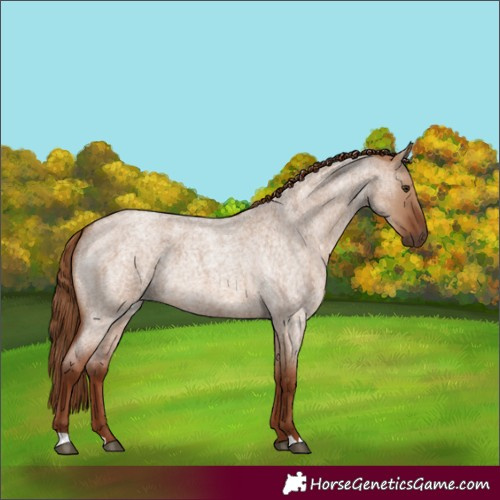Horse Color:Red Dun Roan 