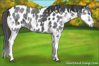 Horse Color:Black Splash Appaloosa 