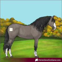 Horse Color:Grullo 