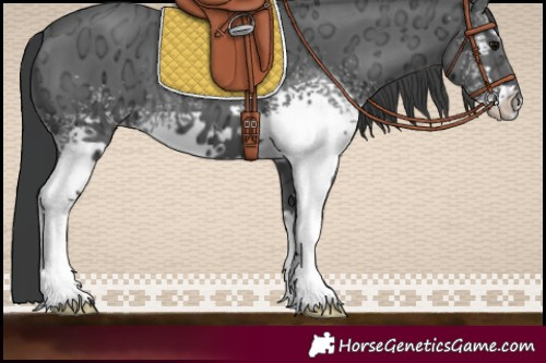 Horse Color:White Spotted Black Ice 