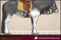 Horse Color:White Spotted Black Ice 