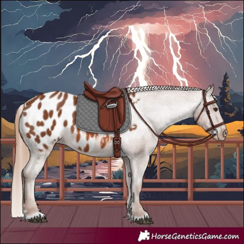 Horse Color:Chestnut Appaloosa 