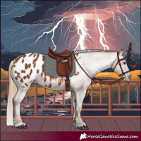 Horse Color:Chestnut Appaloosa 