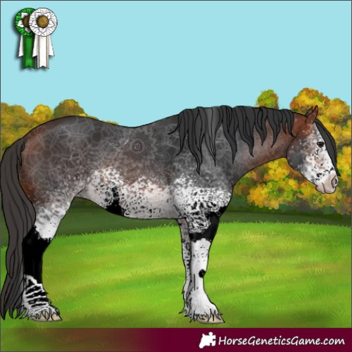 Horse Color:White Spotted Bay 