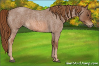 Horse Color:Red Roan 