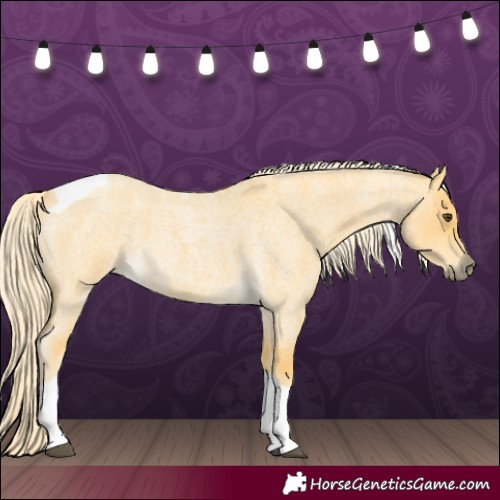 Horse Color:Palomino Roan Dun Tobiano 