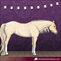 Horse Color:Palomino Roan Dun Tobiano 