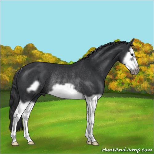 Horse Color:Black Splash Frame Rabicano 