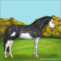 Horse Color:Black Splash Frame Rabicano 
