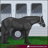 Horse Color:Black 
