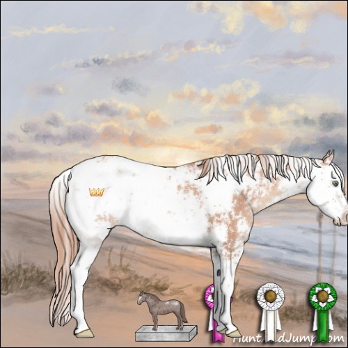 Horse Color:Gold Champagne Sabino Appaloosa Rabicano 