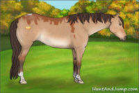 Horse Color:Brown Dun Tobiano 