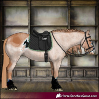 Horse Color:ERROR: UNKNOWN ANOMALY