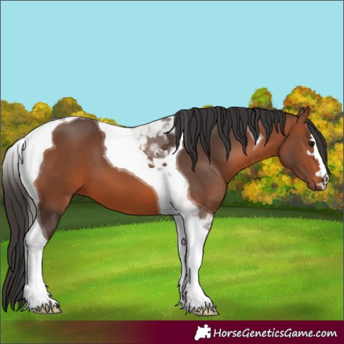 Horse Color:Bay Tobiano 